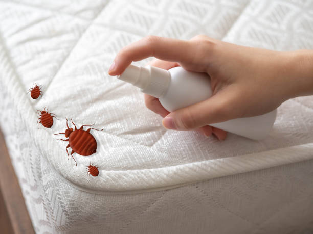 Best Local Pest Control Services  in North Miami, FL